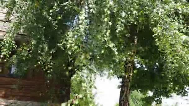 Betula Pendula Gümüş Huş Ağacı Siğilli Huş Ağacı Avrupa Beyaz — Stok video