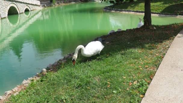 Λευκοί Κύκνοι Δίπλα Στη Λίμνη Πουλιά Εκτρέφονται Πάρκα Για Ελκυστική — Αρχείο Βίντεο