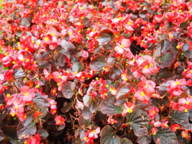 Begonya x semperfloren-cultorum. Balmumu begonyalar Begoniaceae begonia familyasının çok popüler bir üyesidir ve genellikle yıllık kırmızı yatak örtüsü olarak kullanılır. Peyzaj, çiçek tarlası, çimenlik.