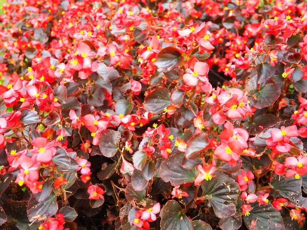 Begonya x semperfloren-cultorum. Balmumu begonyalar Begoniaceae begonia familyasının çok popüler bir üyesidir ve genellikle yıllık kırmızı yatak örtüsü olarak kullanılır. Peyzaj, çiçek tarlası, çimenlik.