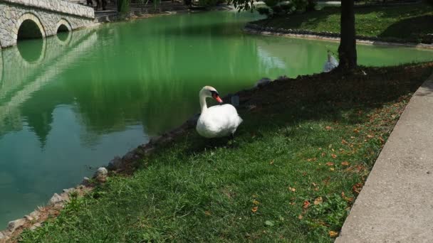 Bílé Labutě Rybníka Ptáci Jsou Chováni Parcích Pro Atraktivní Atmosféru — Stock video