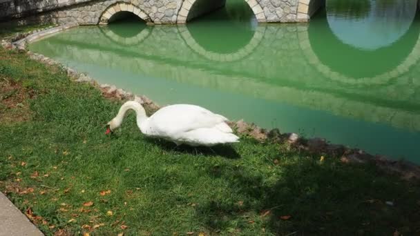 Cisnes Brancos Por Lagoa Aves São Criadas Parques Para Uma — Vídeo de Stock