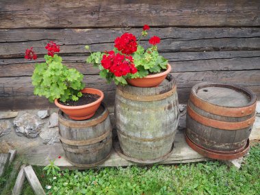 Kırmızı sardunya dizaynı. Pelargonium peltatum Pelargonium grandiflorum olarak bilinen pelargonyum türüdür. Turna gagası ya da vinç gagası. Yeşil yapraklar. Çiçekçilik ve bahçıvanlık.