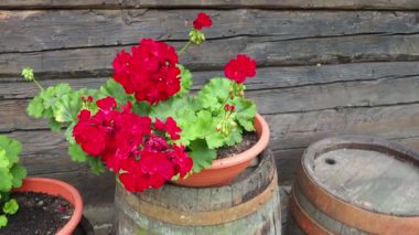 Kırmızı sardunya dizaynı. Pelargonium peltatum Pelargonium grandiflorum olarak bilinen pelargonyum türüdür. Turna gagası ya da vinç gagası. Yeşil yapraklar. Çiçekçilik ve bahçıvanlık