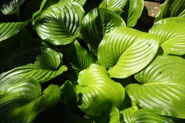 Hosta plantaginea, Asparagaceae familyasından çiçekli bir bitki türüdür. Hosta çalıları. Peyzaj ve bahçe tasarımı için süs bitkisi