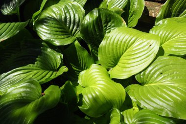 Hosta plantaginea, the fragrant plantain lily or August lily, is species of flowering plant in the family Asparagaceae. Hosta bushes. Ornamental plant for landscaping and garden design clipart