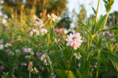 Değişik balta meyveleri veya çok renkli Securigera varia, baklagiller (Fabaceae) familyasından Securigera baltası cinsine ait bir bitki türü. Vyazel Coronilla cinsinde daha önce...