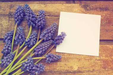 Blue spring flowers on a wooden background. Muscari armeniacum on a table. White sheet of paper for text. Copy space still life flat lay. Armenian grape hyacinth