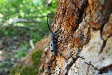 Morimus funereus is a species of beetle in family Cerambycidae or subspecies of Morimus asper. Beautiful thick gray beetle with long whiskers on brown oak bark. Fruska Gora, Serbia, Balkans