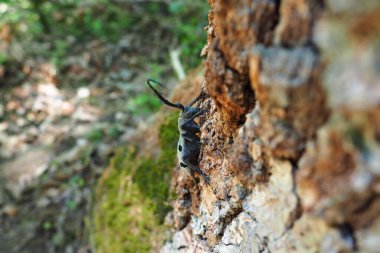 Morimus funereus, Cerambycidae familyasından bir böcek türü. Kahverengi meşe kabuğunda uzun bıyıkları olan güzel, kalın, gri bir böcek. Fruska Gora, Sırbistan, Balkanlar