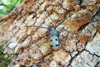 Morimus funereus, Cerambycidae familyasından bir böcek türü. Kahverengi meşe kabuğunda uzun bıyıkları olan güzel, kalın, gri bir böcek. Fruska Gora, Sırbistan, Balkanlar