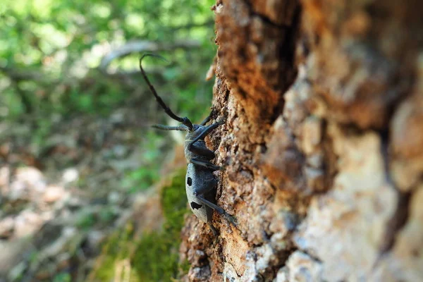 Morimus Funereus Gatunek Chrząszcza Rodziny Cerambycidae Cerambycidae Lub Podgatunku Morimus — Zdjęcie stockowe