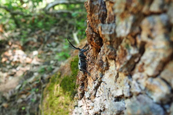 Morimus Funereus는 Cerambycidae Morimus Asper의 아종에 딱정벌레의 종입니다 껍질에 수염과 — 스톡 사진