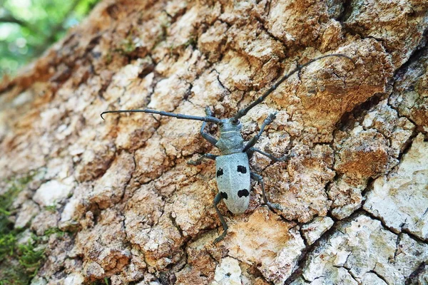 Morimus Funereus Uma Espécie Insetos Coleópteros Polífagos Pertencente Família Cerambycidae — Fotografia de Stock