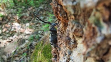 Morimus funereus, Cerambycidae familyasından bir böcek türü. Kahverengi meşe kabuğunda uzun bıyıkları olan güzel, kalın, gri bir böcek. Fruska Gora, Sırbistan, Balkanlar
