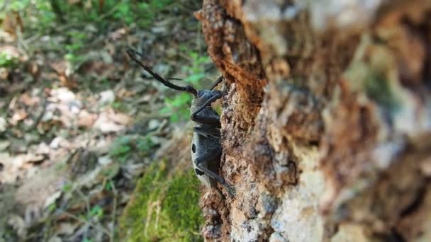 Morimus Funereus Una Especie Coleóptero Familia Cerambycidae Hermoso Escarabajo Gris — Vídeos de Stock