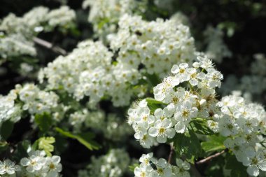 Ağaç dalında beyaz bahar çiçekleri, yeşil bokeh arkaplan. Beyaz çiçekli, bahar çiçekli ağaç dalı. Yumuşak odaklı çiçek açan kiraz dalları. Bahar doğasının güzel çiçekli görüntüsü