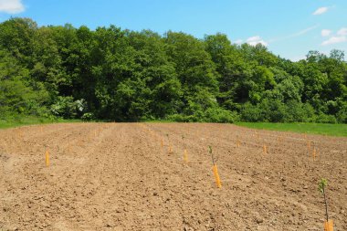 Genç elma ağaçları Sırbistan 'ın Fruska Gora kentindeki yeni sürülmüş topraklarda sıra sıra ekildi. Elma ağacı fidanı baharda bahçe toprağına ekilir. Ağaç dikme mevsimi. Topraklanmış alanlar