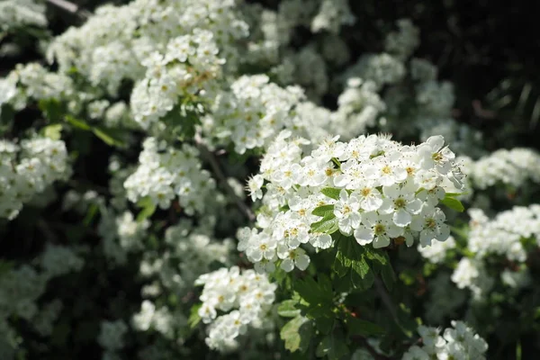 白色的春花在树枝上 绿色的山楂背景 春天开花的树枝 开着白花 开花结果的樱桃枝条 有柔软的花序 春天里美丽的花朵形象 — 图库照片