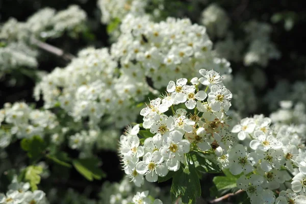 木の枝に白い春の花 緑のボケの背景 白い花と春の花の木の枝 柔らかい焦点で咲く桜の枝 春の自然の美しい花のイメージ — ストック写真