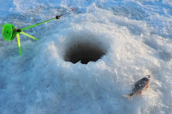 雪と氷の上に冷凍小さなパーチ 冬の釣りの間にキャッチ 河川Perchまたは一般的なPerch Perca Fluviatilis 淡水Perchesの属の線状の魚 穴の中の釣竿 — ストック写真