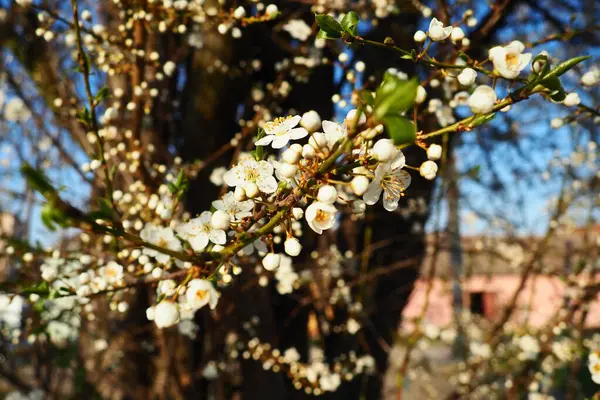 Kwitnienie Wiśni Czereśni Czereśni Piękne Pachnące Białe Kwiaty Gałęziach Złotej — Zdjęcie stockowe