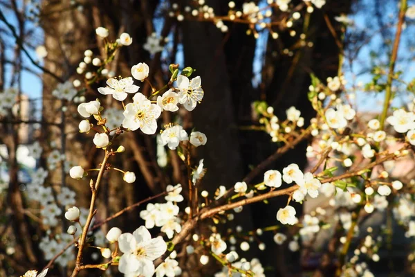 Kvetení Třešní Třešní Višní Krásné Voňavé Bílé Květy Větvích Během — Stock fotografie