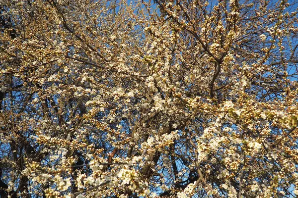 Florecimiento Cerezas Cerezas Dulces Cerezas Pájaro Numerosas Flores Blancas Fragantes — Foto de Stock
