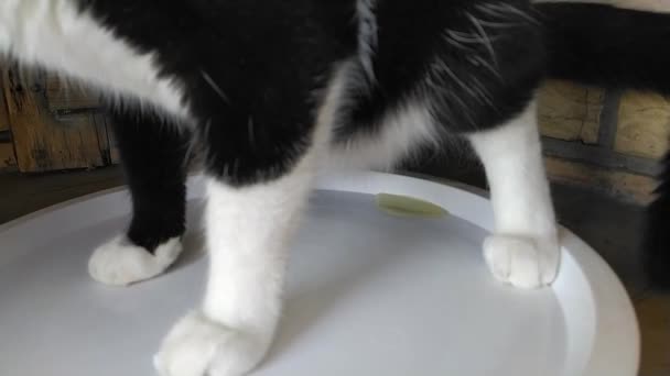 Een Gecastreerde Kat Die Lijdt Aan Urolithiasis Cystitis Probeert Plassen — Stockvideo