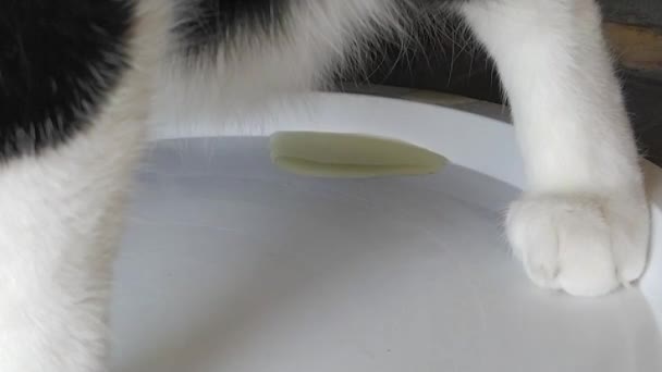 Kastrowany Kot Cierpiący Kamicę Moczową Zapalenie Pęcherza Próbuje Oddawać Mocz — Wideo stockowe
