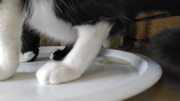 Kısırlaştırılmış Bir Kedi Idrar Yolları Iltihabı Sistit Şikayetiyle Tuvalete Işemeye — Stok video