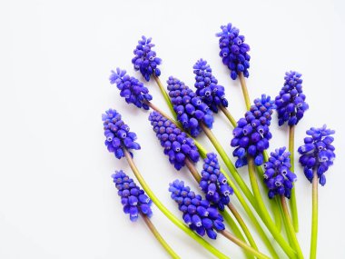 Blue spring flowers on a white background. Muscari armeniacum on a white background. Bright postcard, congratulations. Copy space still life flat lay. Armenian grape hyacinth