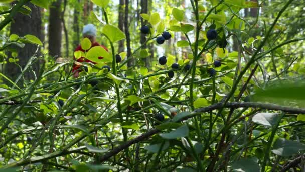 ブルーベリー ブルーベリーミルトル ワクチニウムミルス 低成長する低木 家族ヘザーニウムの属ワクチニウムの種 森の野生のブルーパープルベリー 緑の葉 ベリーを選ぶ女性 — ストック動画
