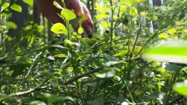 Kvinnan Plockar Bär Blåbär Blåbärsmyrten Vaccinium Myrtillus Lågväxande Buske Art — Stockvideo
