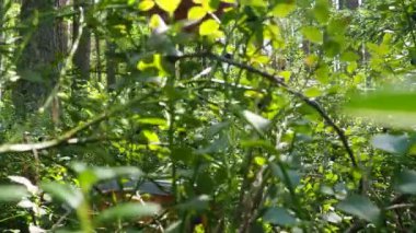 Böğürtlen toplayan kadın Bilberry, yaban mersini, mersin üzümü, mitrilyum, düşük büyüyen çalılık, Heatheraceae familyasından bir aşı türü. Orman mavi mor böğürtlen, yeşil yapraklar.