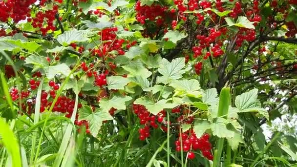 Frenk Üzümü Red Currant Üzümlü Üzümlü Ribes Rubrum Familyasından Bir — Stok video