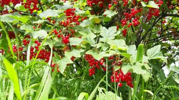 Frenk Üzümü Red Currant Üzümlü Üzümlü Ribes Rubrum Familyasından Bir — Stok video