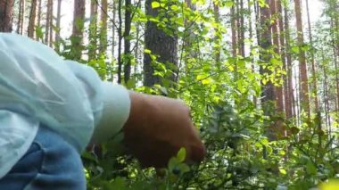 Böğürtlen toplayan kadın Bilberry, yaban mersini, mersin üzümü, mitrilyum, düşük büyüyen bir çalılık, Heatheraceae familyasından bir aşı türü. Orman mavi mor böğürtlen, yeşil yapraklar.
