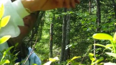 Böğürtlen toplayan kadın Bilberry, yaban mersini mersinli mersin likörü, Heatheraceae familyasının cinsi Aşı. Şapka, kafasında cibinlik olan bir kask. Sivrisinek karşıtı kıyafetler. Orman taygası.