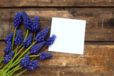 Blue spring flowers on a wooden background. Muscari armeniacum on a table. White sheet of paper for text. Copy space still life flat lay. Armenian grape hyacinth