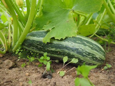 Kabak, kabak ya da bebek iliği, Cucurbita peposu olgunlaşmamış tohumlar ve epikarp kabuğu hala yumuşak ve yenilebilir olduğunda meyvelerini toplayan bir sarmaşık bitkisidir. Sera.