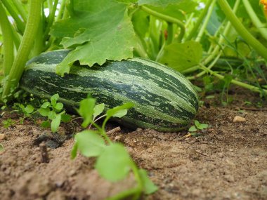 Kabak, kabak ya da bebek iliği, Cucurbita peposu olgunlaşmamış tohumlar ve epikarp kabuğu hala yumuşak ve yenilebilir olduğunda meyvelerini toplayan bir sarmaşık bitkisidir. Sera.