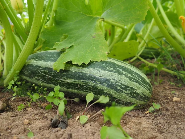 Zucchini, courgette or baby marrow, Cucurbita pepo is a summer squash, a vining herbaceous plant whose fruit are harvested when immature seeds and epicarp rind are still soft and edible. Greenhouse.