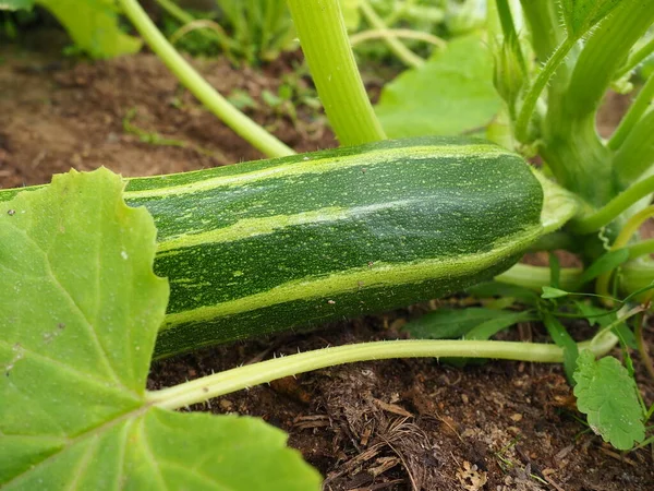 Zucchini, courgette or baby marrow, Cucurbita pepo is a summer squash, a vining herbaceous plant whose fruit are harvested when immature seeds and epicarp rind are still soft and edible. Greenhouse.