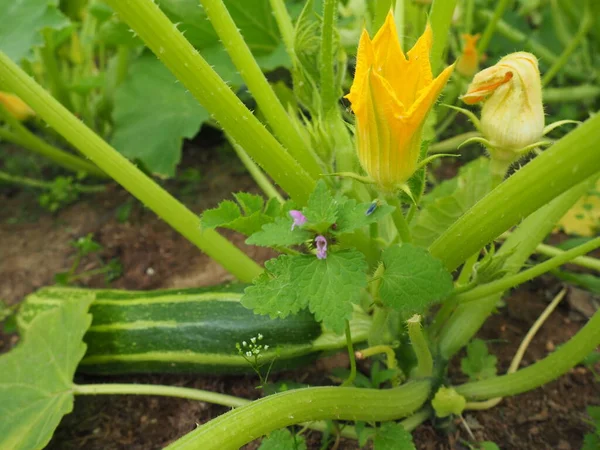 Zucchini, courgette or baby marrow, Cucurbita pepo is a summer squash, herbaceous plant whose fruit are harvested when immature seeds and epicarp rind are soft and edible. Greenhouse. Zucchini flower.