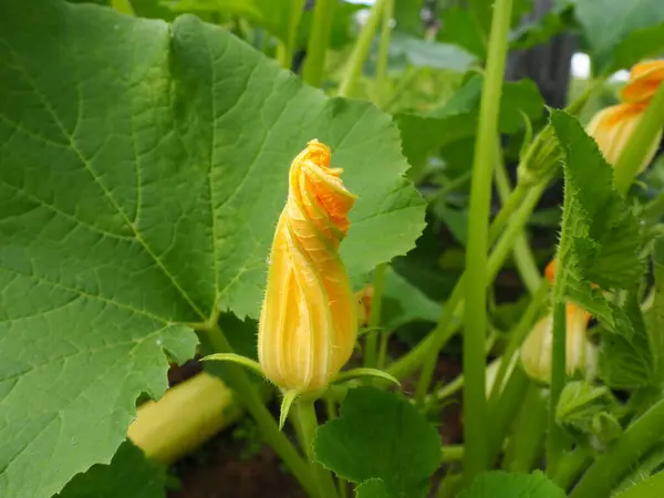 Zucchini, courgette or baby marrow, Cucurbita pepo is a summer squash, herbaceous plant whose fruit are harvested when immature seeds and epicarp rind are soft and edible. Greenhouse. Zucchini flower.