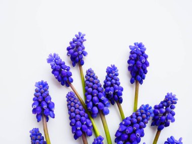 Blue spring flowers on a white background. Muscari armeniacum on a white background. Bright postcard, congratulations. Copy space still life flat lay. Armenian grape hyacinth