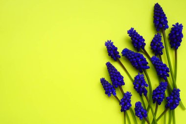 Blue spring flowers on a yellow background. Muscari armeniacum on a yellow background. Bright postcard, congratulations. Copy space still life flat lay. Armenian grape hyacinth