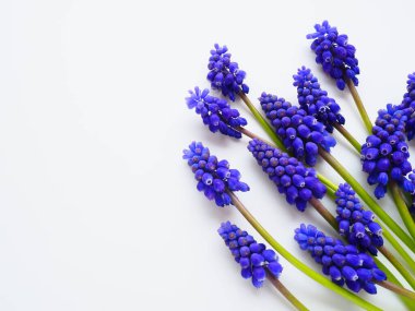 Blue spring flowers on a white background. Muscari armeniacum on a white background. Bright postcard, congratulations. Copy space still life flat lay. Armenian grape hyacinth