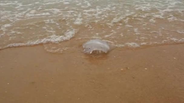 根瘤菌属水母是根瘤科水母科中的一种水母 水母冲到了黑海的沙滩上 生态系统污染 动物灭绝 — 图库视频影像